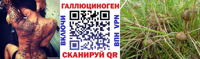Галлюциногенные грибы мицелий МЕГА Торопец